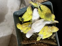 Yeme Düşmeye Yakın Rezerve Edilecek Muhabbet Kuşu Yavrular