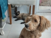 Yedi Aylık Korea Maltipoo