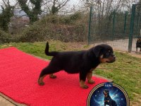 A Şecere Rottweiler TR Şampiyonu Yavrular 4 Dişi Ve 1 Erkek