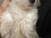 3 aylık maltese terrier