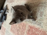 Yavru british shorthair