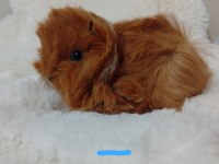 Sevimli Guinea Pig Yavruları