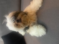 Shih tzu 4 aylık yavru