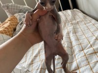 SAFKAN KANADA SFENKSİ ERKEK