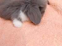 Hollanda teddy lop tavşanımız