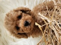 Veteriner teknikerinden toy poodle