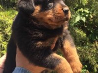 Irk ve Sağlık Garantili Rottweiler Yavruları