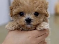 Toy Poodle