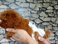 70 günlük poodle