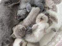 2si anne baba 4 yavru british shorthair