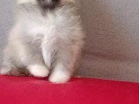Pomeranian boo baby face