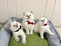 Kaliteli British Shorthair Bebekler Geldi