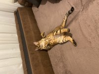 SAF GOLD BENGAL KEDİSİ