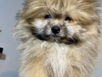 AYICIK SURAT POMERANİAN BOO