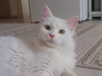 Safkan Angora kızımız yeni yuvasını arıyor