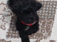 Black maltipoo