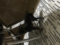 0 numara pinscher