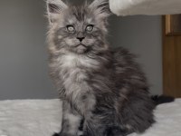 Blacksmoke Maine Coon Yavruları Granddesign Cattery