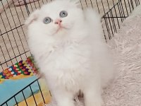 Scottish fold beyaz üzün tüylü mavi gözlü dişi