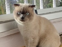 Scottish fold blue point (orijinal) 1 yaşında