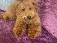 5 aylık dişi poodle