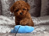 Mini mini kore poodle yavruları