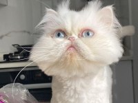 İRAN KEDİMİ ÜCRETSİZ SAHİPLENDİRİYORUM