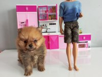 400 GRAM POMERANİAN