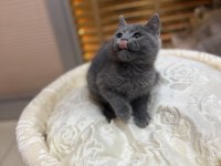 Britsh shorthair iki aylık