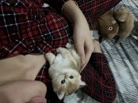 Safkan golden şecereli british shorthair kediler
