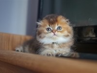 Scottish fold erkek ny25