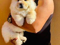Safkan chow chow yavrularımız