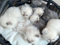 British longhair ve scottish yavrular