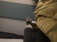 8 aylık köpeğimiz acil sahiplenme