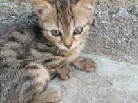 3 TEKİR YAVRU