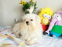 Kore Maltese