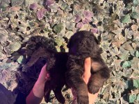 Burkemden safkan alman çoban köpeği yavruları