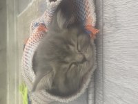 Yavru British Shorthair