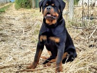 A şecereli üst düzey kaliteli genç rottweiler