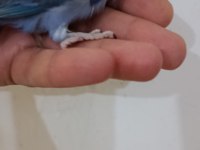 Violet erkek forpus cep papağanı