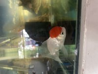 İthal oranda
