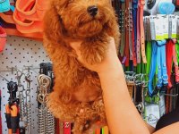 4 aylık kore toy poodle