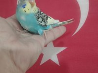 Yavru muhabbet kuşları