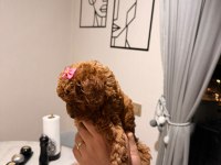 Poodle kız bebeğimiz