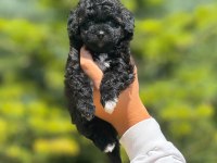 Benimle tanışmadın mı hala maltipoo