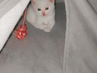 Yeni scottish fold yavrularımıza sevgi dolu bir yuva