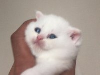 Irk Garantili scottish fold beyaz mavi göz dişi yavrularım