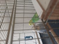 2 yavrulu muhabbet kuşu çifti