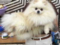 Orijinal Pomeranian Boo Erkek