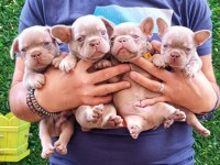 NEW SHADE İSABELLA AND TAN ERKEK FRENCH BULLDOG